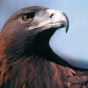 Picture of Aquila