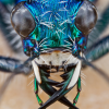 Picture of Cicindela