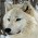WhiteWolf