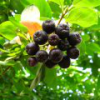 Picture of aronia ** (R6) (QM4)